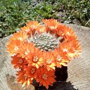 ���� Vidoje, �������, 61 ��� - ��������� 22 ���� 2020 � ������ ������ ��������