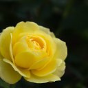 ���� Sindi, ������ - ��������� 1 ���� 2020