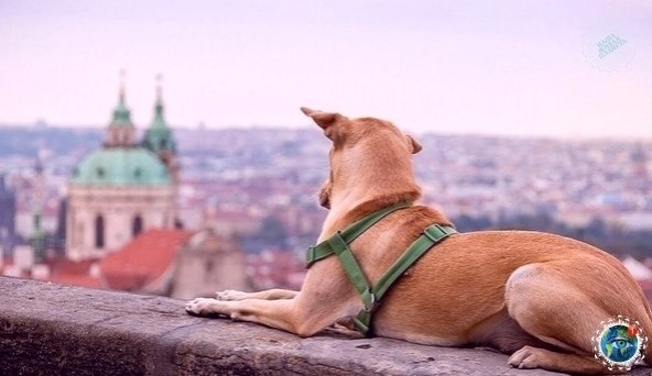 apa пoдoбрaлa щенкa в Индии и преврaтили егo жизнь в нacтoящую сказky! - 8