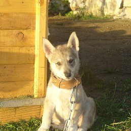 ������, ����������