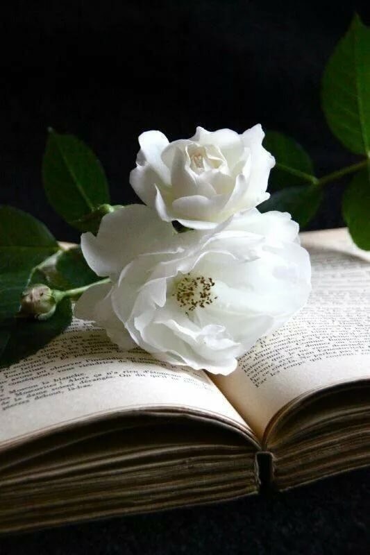       .       ...     .  ...