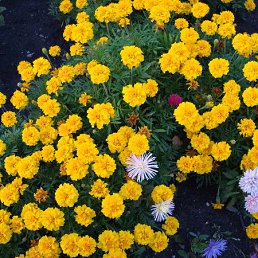 �����, ������, 47 ���