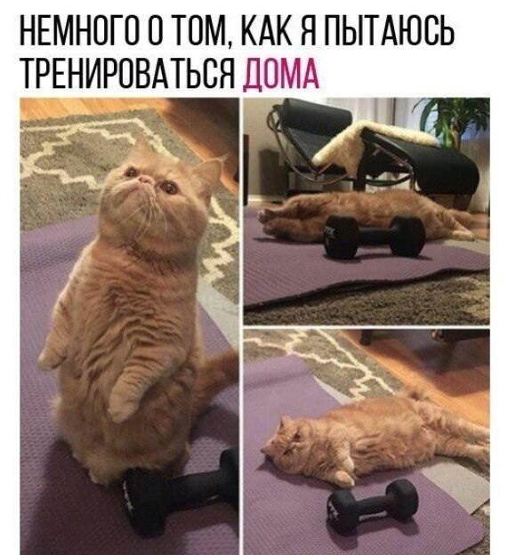 Workout |    - 6  2020  19:12