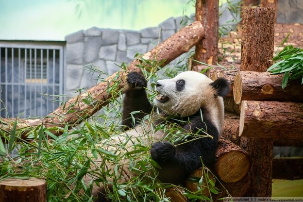           - The Giant Panda ...