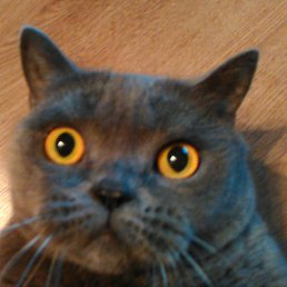 ���� ����������, ��������, 46 ��� - ��������� 20 ��� 2020