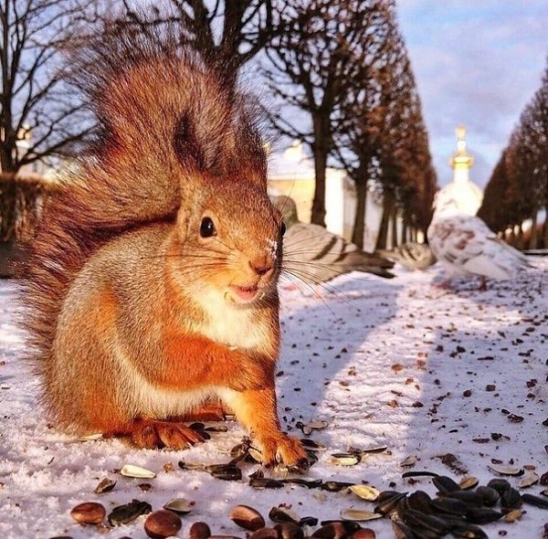 Фотогеничная белочка из верхнего парка в Петергофе