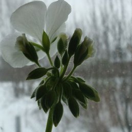 ����, ������, 62 ����