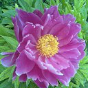 ���� ���������, ������������� - ��������� 24 ����� 2020 � ������ ���� ����������