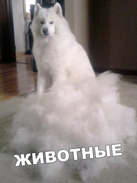 Жиза Это ж любимый кот старается, чтоб мне теплее было - 6