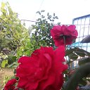 ���� �����.... �� ������� ���� ����������