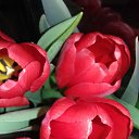 ���� �����, ���������, 53 ���� - ��������� 29 ������ 2020