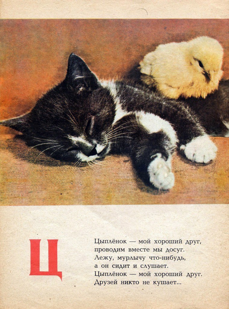 Кошкина Азбука 1976. Стихотворение котята. Стишок про котенка. Стихи про котят.