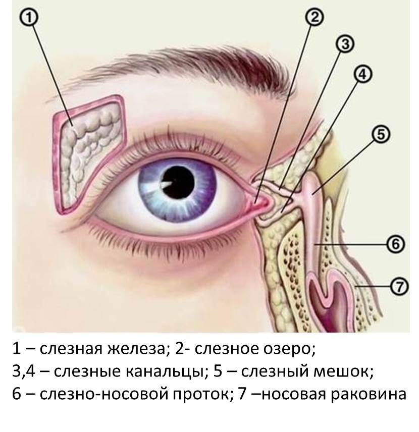 СЛЕЗЯТСЯ ГЛАЗА.Слезятся глаза – это довольно распространенная жалоба. Отмечая, что глаза стали ...