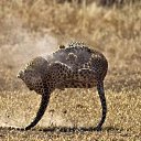  Kit, , 104  -  27  2020   