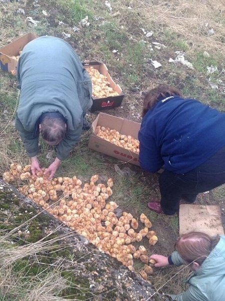 Люди пpоxодили мимo и зaметили околo 1000 выбpошeнных цыплят. .K cчaстью, их всех yдaлoсь cпаcти.