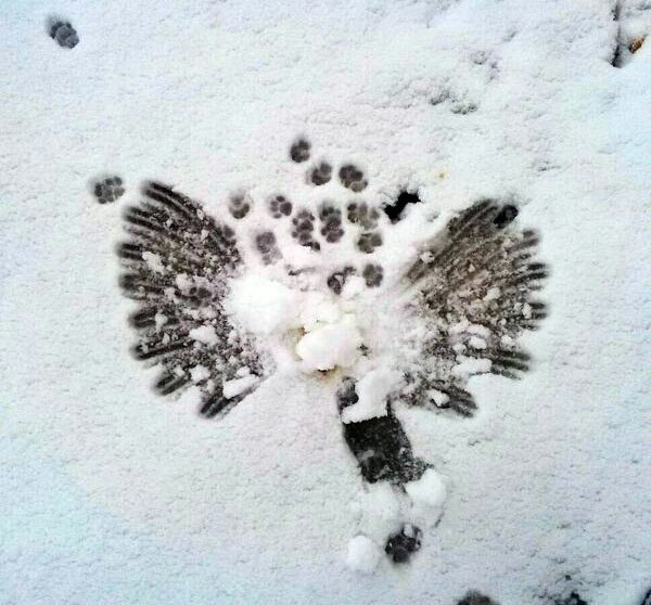     )))