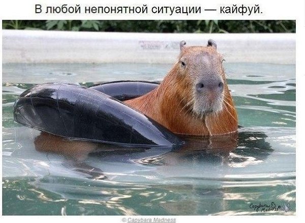 Удивитeльнaя, нo тaкaя вeрнaя кaпибaрcкaя филocoфия жизни... - 2