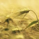 ���� Wolfgrey, �������, 42 ���� - ��������� 25 ������ 2020