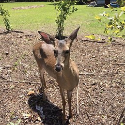 ���� Bible, Los Angeles, 56 ��� - ��������� 26 ������ 2020