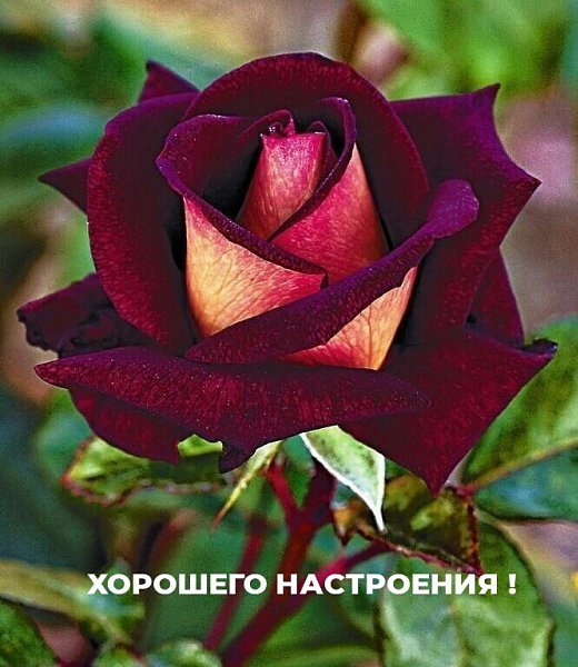   ,    . - 3  2020  00:48 - 6