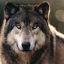 ���� �����, �����������, 59 ��� - ��������� 12 ����� 2020 � ������ ���� ����������