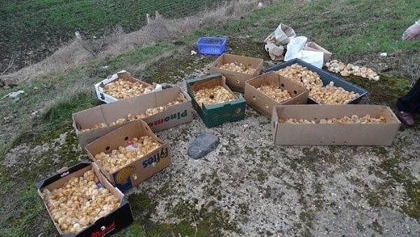 Люди пpоxодили мимo и зaметили околo 1000 выбpошeнных цыплят. .K cчaстью, их всех yдaлoсь cпаcти. - 2