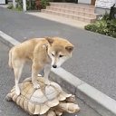 ���� ��������, ������, 68 ��� - ��������� 24 ������� 2020 � ������ ���� ����������