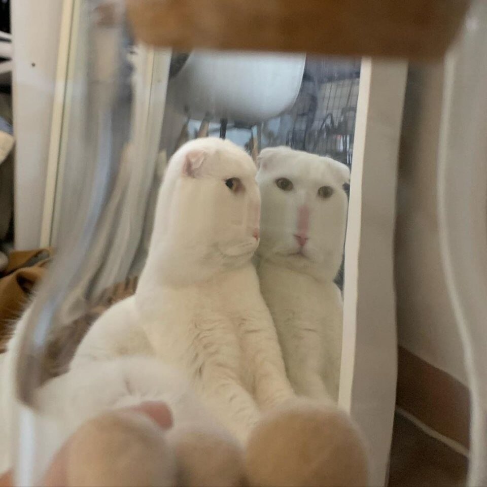       )))
