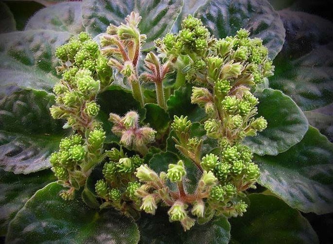  55.  +. 1.Optimara Neverfloris (R.Holtkamp) 2.-  (. ... - 2