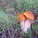 ���� ������, �����������, 71 ��� - ��������� 14 ������ 2020 � ������ ������ ��������