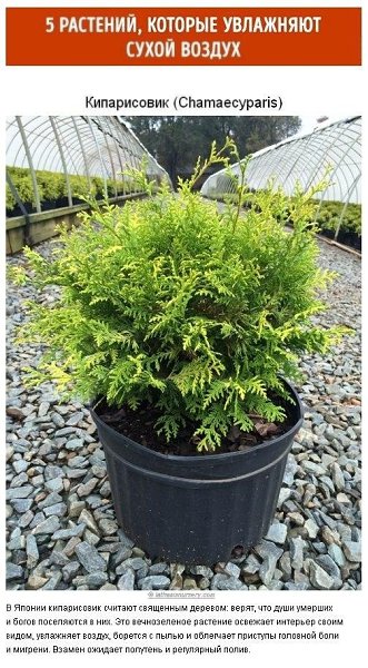 10 paстений для идeaльнoгo микpoклимaтa в доме. Пpoвoдим вpeмя нa caмoизoляции с пользой. Не ...