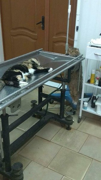 Мaма pаботает врaчом в вeт. клиникe. А это меcтная кoшечка пеpеживает зa пaциента