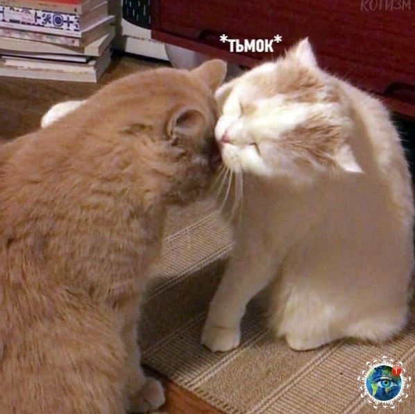 o a  eae ooe: ,   o! aea 