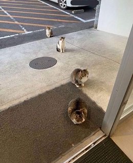 �����������