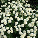 ���� ������, ����������, 49 ��� - ��������� 7 ������� 2020 � ������ ���� ����������