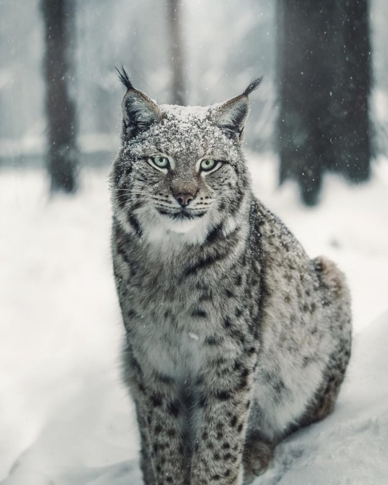 ce oae aapc eco.handmde j - 3