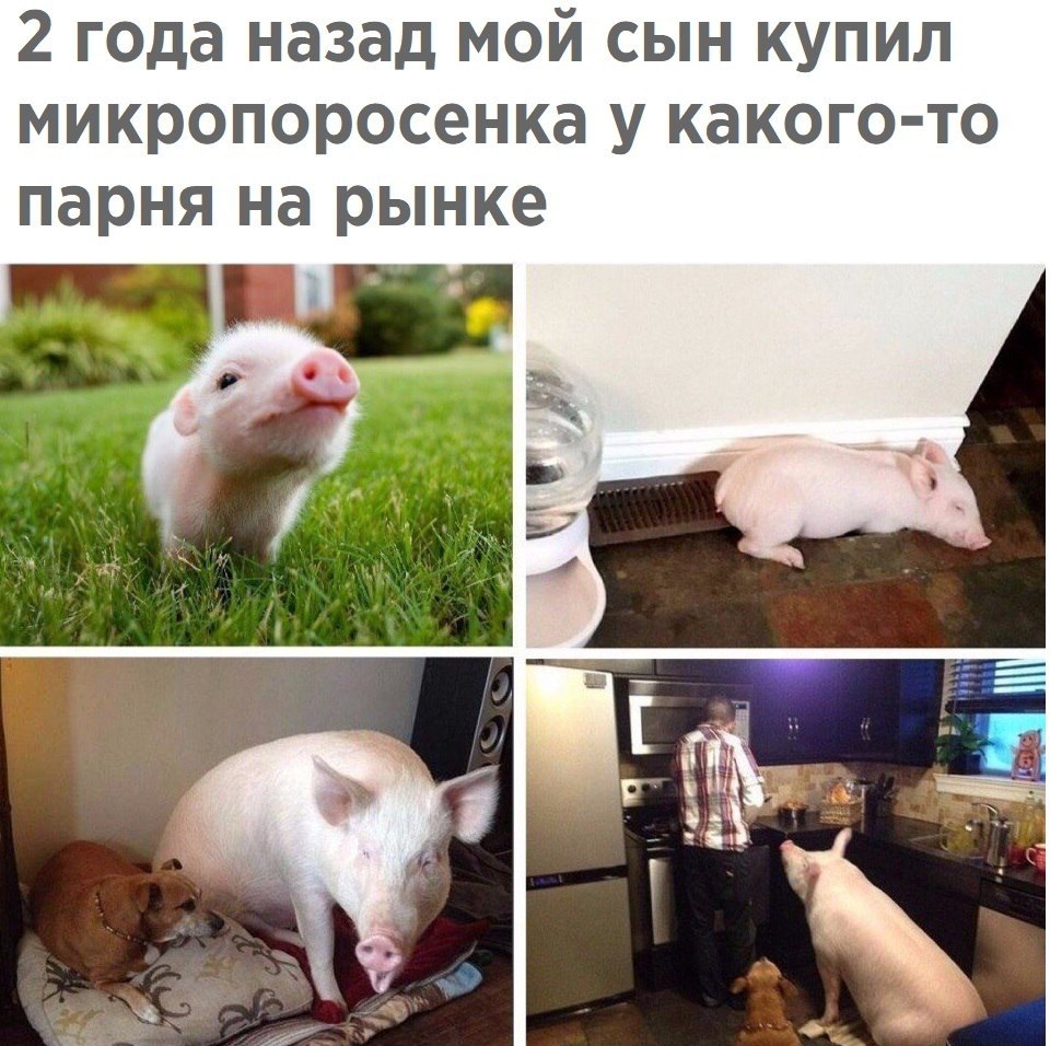     ))