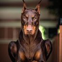 ���� Frost, �����, 43 ���� - ��������� 4 ������ 2021 � ������ ���� ����������
