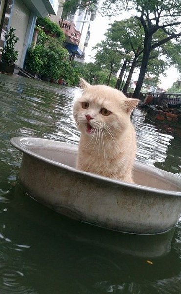 Спасение кота, терпящего бедствие в тазике. Фотографии были сделаны во время очередного наводнения в ...
