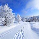  Lady,  -  15  2021    