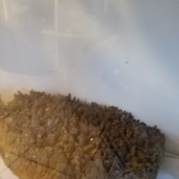 �����, ��������, 38 ���