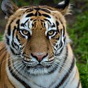 ���� �����, �������, 52 ���� - ��������� 12 ������� 2020 � ������ ���� ����������