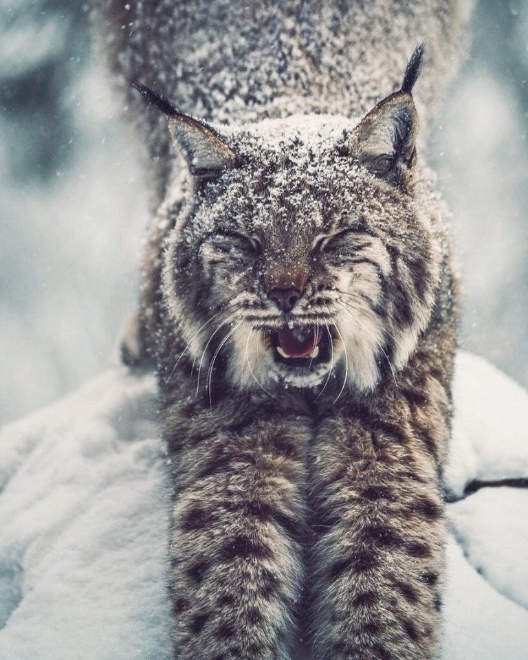 ce oae aapc eco.handmde j