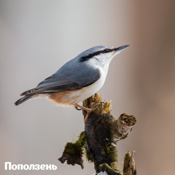 2693 птицы увидели участники Eurobirdwatch-2020 на природных территориях Москвы. 3-4 октября в ... - 9