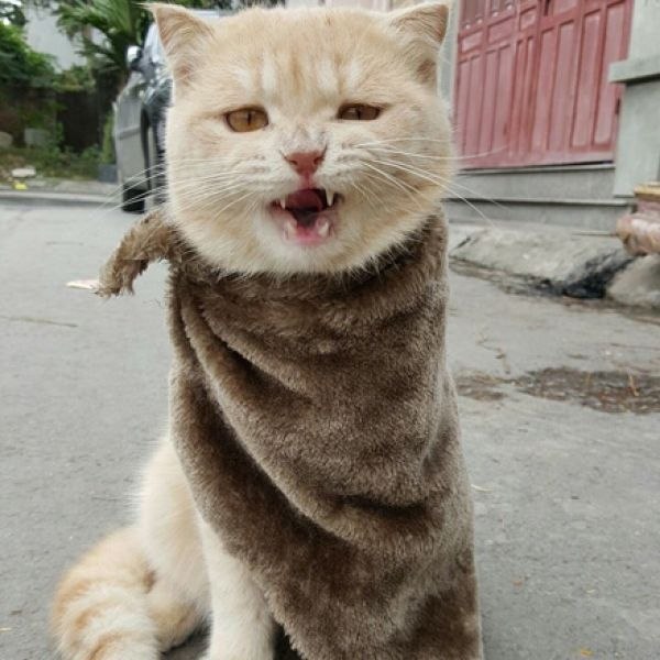 Спасение кота, терпящего бедствие в тазике. Фотографии были сделаны во время очередного наводнения в ... - 4