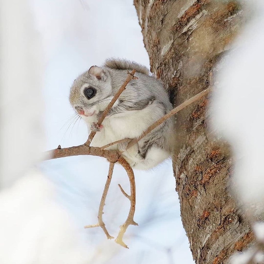      . - (Pteromys volans), ... - 4