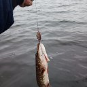 ���� �����, ������, 46 ��� - ��������� 15 ������ 2020 � ������ ���� ����������