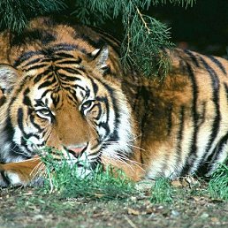 ��, ������������, 55 ���