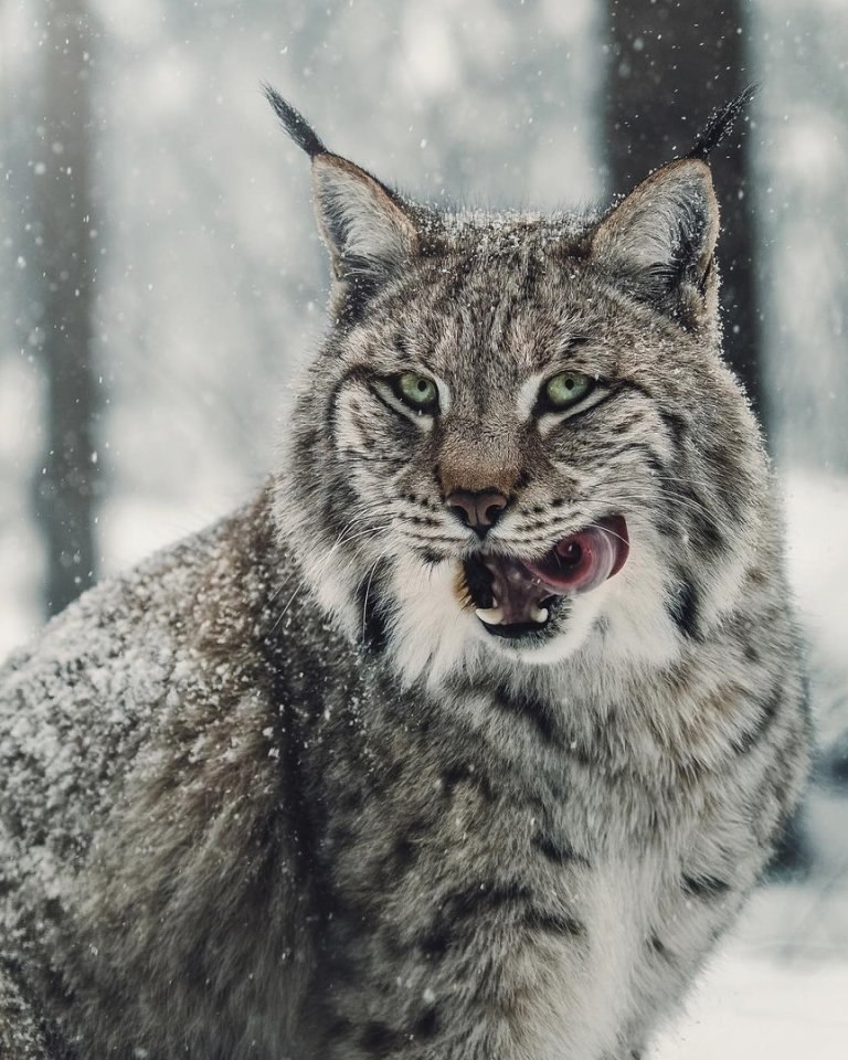 ce oae aapc eco.handmde j - 2