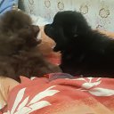 ���� ����, �����-���������, 56 ��� - ��������� 4 ������� 2021 � ������ ���� ����������
